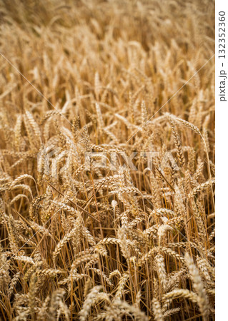 Close up golden ripe wheat spikes in summer farmland field 132352360