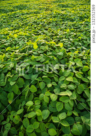 Top view of young soybean sprouts grow in the field with a evening sunset sky 132352369