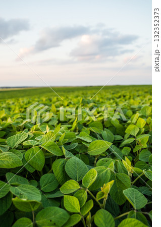 Close-up of young soybean sprouts grow in the field with a evening sunset sky 132352373