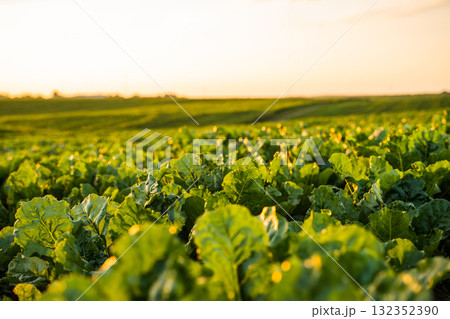 Beetroot plants growing in field. Cultivation of the sugar beet. Selective focus Beetroot plants growing in field. Cultivation of the sugar beet. Selective focus 132352390