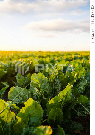 Beetroot plants growing in the field, close up. Cultivation of the sugar beet. Beetroot plants growing in the field, close up. Cultivation of the sugar beet. 132352408