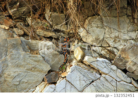 European fire salamander crawling on stony rock. Wild animal in mountains European fire salamander crawling on stony rock. Wild animal in mountains 132352451