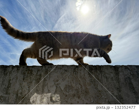 Cat walking on the fence 132352477