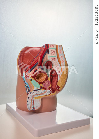 Anatomical Model of Human Respiratory and Digestive Systems for education and demonstrations Anatomical Model of Human Respiratory and Digestive Systems for education and demonstrations 132353081