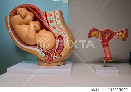 An Educational Model Exploring the Human Anatomy of a Fetus and Its Uterus in Detail An Educational Model Exploring the Human Anatomy of a Fetus and Its Uterus in Detail 132353095