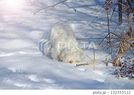 Dog looking for something in the snow in frosty winter day. Maltipoo dog 132353112