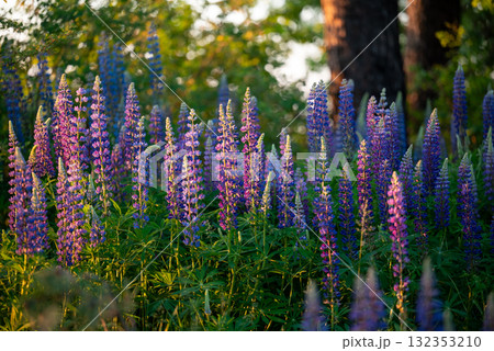 Beautiful photo of blooming lupine in countryside. Purple blue lupine in bloom in spring 132353210