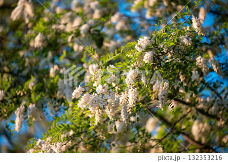 Bright photo of blooming acacia. White acacia in full bloom with green leaves against blue sky 132353216