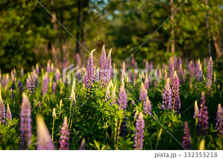 Spring flowers lupin blooming in forest. Beautiful lupine flowers in full bloom 132353218
