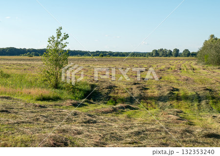 Field with fresh mowed grass. Summer field with mowed grass for hay, feeding animals on farm in cold season Field with fresh mowed grass. Summer field with mowed grass for hay, feeding animals on farm in cold season 132353240