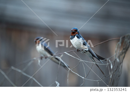 Two swallows perched on wire. Portrait of couple of swallows on wire 132353241