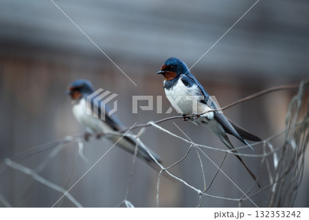 Photo of two swallows sitting on wire. Couple of swallows together, family of birds in the evening 132353242