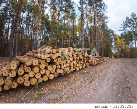 Pile of cut trees in forest. Logging industry, cutting trees in spruce forest, many log trunks 132353253