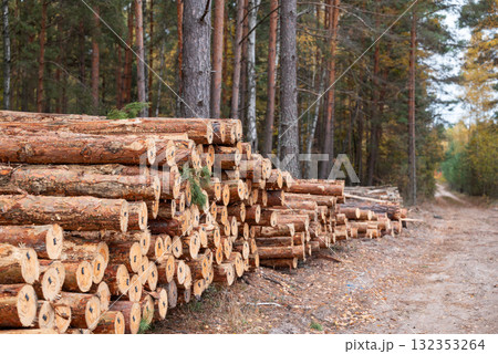 Pile of cut pine trees. Logging in spruce forest, tree trunks piled in forest, cutting forest for material 132353264