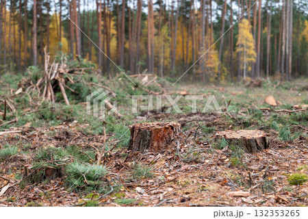 Stumps of spruce trees in deforested area. Cutting forest, logging pine forest in autumn 132353265