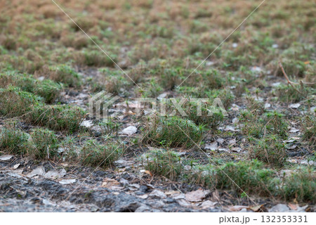 Rows of small pine trees in nursery. Growing pine trees for planting new conifer forests Rows of small pine trees in nursery. Growing pine trees for planting new conifer forests 132353331