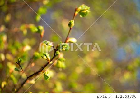 Linden tree with buds and young leaves in spring. Branch of linden tree against morning sun in spring Linden tree with buds and young leaves in spring. Branch of linden tree against morning sun in spring 132353336