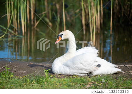 Swan sitting on bank of lake on sun. Beautiful white swan sitting near the water and catches warm sunlight 132353356