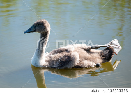 Small beautiful swan swimming on lake. Portrait of a young gray swan on water 132353358