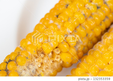 Moldy corn in the plate. Spoiled boiled corn cobs, non edible anymore Moldy corn in the plate. Spoiled boiled corn cobs, non edible anymore 132353359