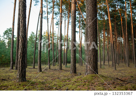 landscape in a pine forest. Evening photo of beautiful pine forest with moss on the ground landscape in a pine forest. Evening photo of beautiful pine forest with moss on the ground 132353367