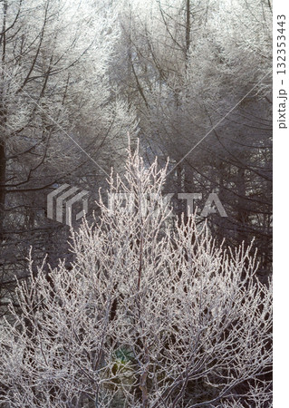 霧氷の森_朝の輝き_縦 132353443