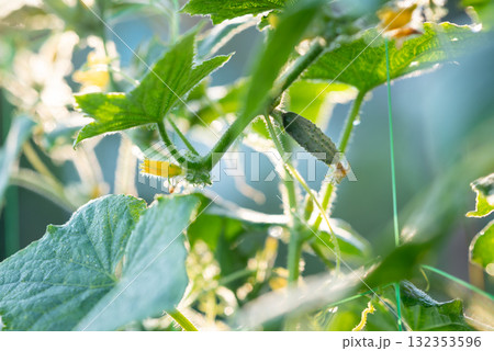 Close-up of cucumbers growing in the garden. Morning sun light illuminating cucumber plants Close-up of cucumbers growing in the garden. Morning sun light illuminating cucumber plants 132353596