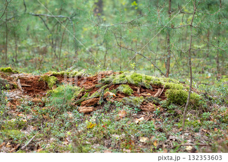 Green moss on rotten logs. Close up of moss growing in wet swamp forest Green moss on rotten logs. Close up of moss growing in wet swamp forest 132353603