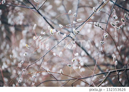 Beautiful white catkins of a willow on its branches, close up. Early spring, nature wakes up, first buds of the trees 132353626