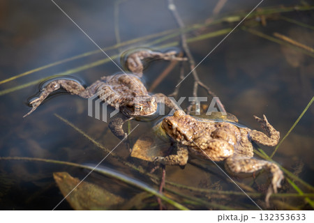 Brown frogs in water in the swamp in mating season close up. Season of reproduction in animal world, amphibians in natural surrounding Brown frogs in water in the swamp in mating season close up. Season of reproduction in animal world, amphibians in natural surrounding 132353633