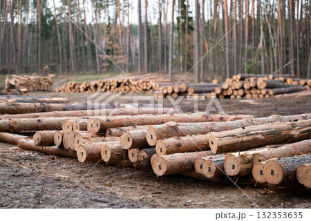 Piles of tagged pine tree trunks lying on the ground in the cutting area. Natural resources, timber harvesting, legal tree felling Piles of tagged pine tree trunks lying on the ground in the cutting area. Natural resources, timber harvesting, legal tree felling 132353635