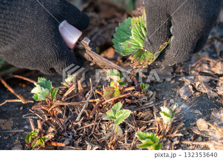 Close up of hands cutting old or diseased leaves on strawberry plants. Spring care of the garden, pruning strawberries 132353640