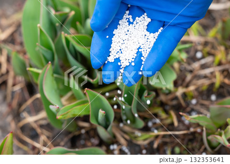 Close up of hand in blue medical glove fertilizing a young plant, sprinkling fertilizer it on young green sprouts. Gardening in spring, fertilizing the soil, growing the flowers concepts 132353641