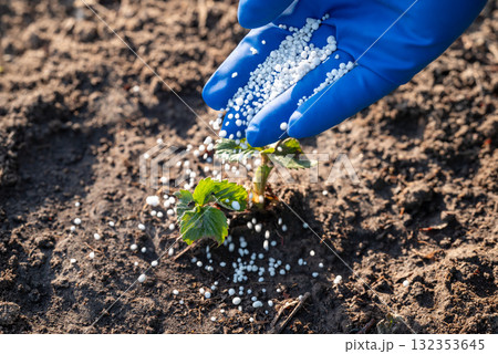 Young fresh sprouts of strawberry plant growing outdoors, a person fertilizing it, close up. Spring gardening routine, enriching the soil with useful components Young fresh sprouts of strawberry plant growing outdoors, a person fertilizing it, close up. Spring gardening routine, enriching the soil with useful components 132353645