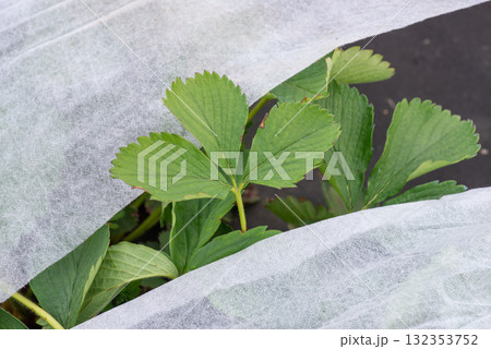 Strawberry leaf between white agrofiber used to cover plants from spring frost. Covering strawberry from late frost 132353752
