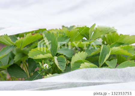 Strawberry covered with white agrofiber used to protect plants from spring frost. Covering strawberry from late frost 132353753