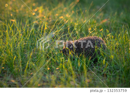 Hedgehog in grass lit by setting sun. Small hedgehog walking in grass 132353759