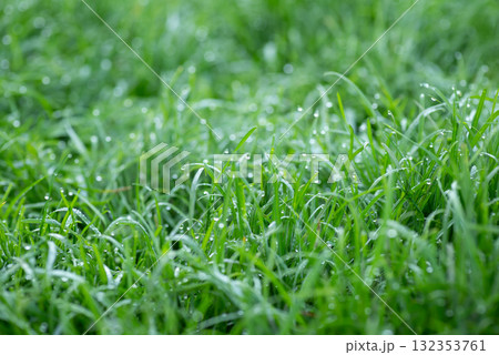 Macro photo of fresh green grass in water drops. Freshness, beauty, nature concept 132353761