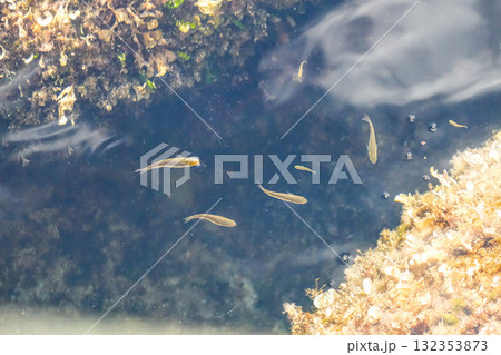 Underwater view of clear sea water with colorful coral reefs and tropical fish swimming above. Vibrant marine life and ocean scenery. Underwater view of clear sea water with colorful coral reefs and tropical fish swimming above. Vibrant marine life and ocean scenery. 132353873