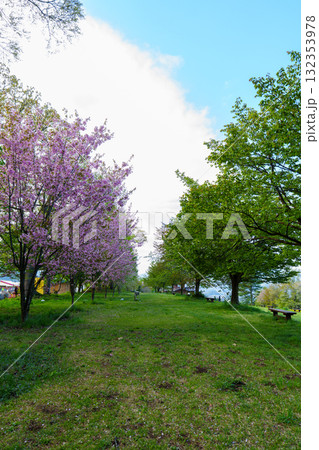 250503飯山市菜の花公園 132353978