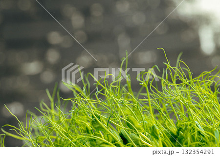 Micro green close up. Healthy food concept Micro green close up. Healthy food concept 132354291