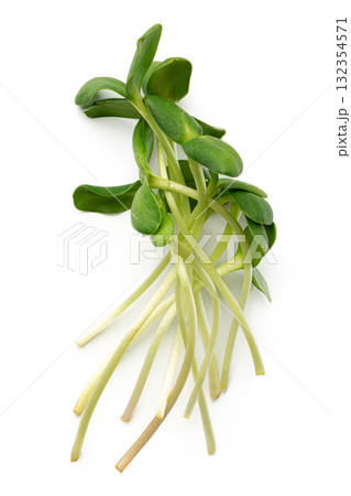 Bunch of micro green sprouts isolated on white background Bunch of micro green sprouts isolated on white background 132354571