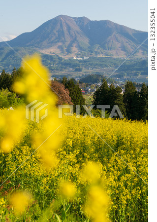 250504飯山市菜の花公園 250504飯山市菜の花公園 132355041