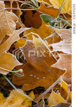 Close-up of pile of yellow maple leaves covered with frost. concept of autumn and beauty of nature 132355291