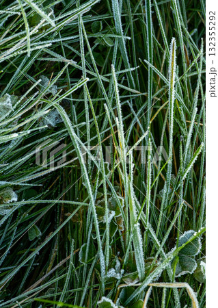 Field of grass covered in frost. The grass is tall and the frost is covering it.  132355292