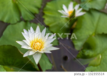 美しい熱帯スイレン 132355514