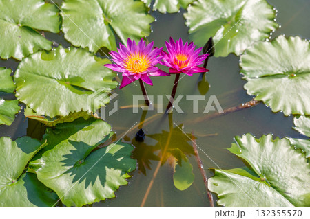 美しい熱帯スイレン 132355570