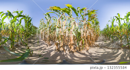 HDRI seamless spherical 360-degree panorama of corn field. 360 degree panorama of a corn field and ripe rows of corn cobs HDRI seamless spherical 360-degree panorama of corn field. 360 degree panorama of a corn field and ripe rows of corn cobs 132355584