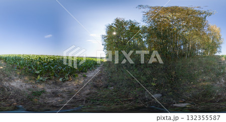 360 degree panorama of a field with beetroot leaves and a forest path. HDRI seamless spherical 360-degree panorama of beetroot leaves field 360 degree panorama of a field with beetroot leaves and a forest path. HDRI seamless spherical 360-degree panorama of beetroot leaves field 132355587
