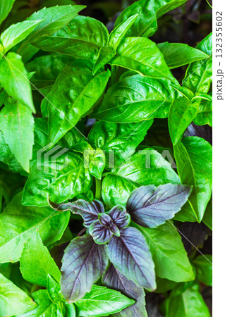 Green and purple basil grows in place, basil is widely used in cooking and as an ornamental plant 132355602